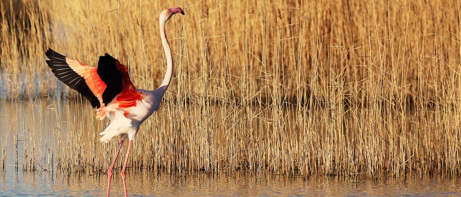 Sur Mesure Camargue